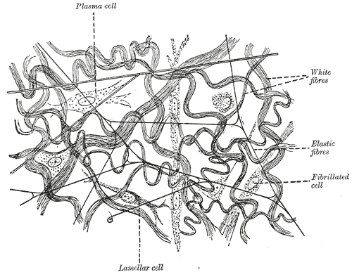 Elastic fiber - Wikipedia