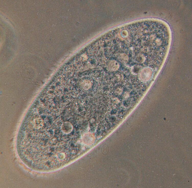 Paramecium - Wikipedia