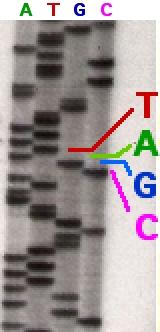 Séquençage de l'ADN — Wikipédia