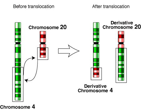 Chromosomal translocation - Wikipedia