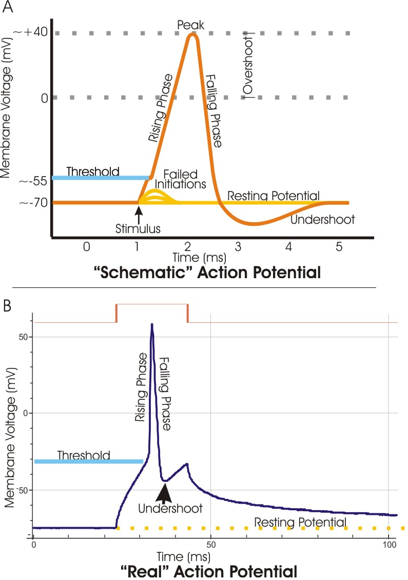 Dendritic spike - Wikipedia