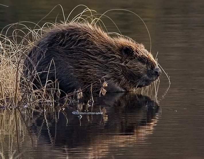 Castor d'Europe — Wikipédia