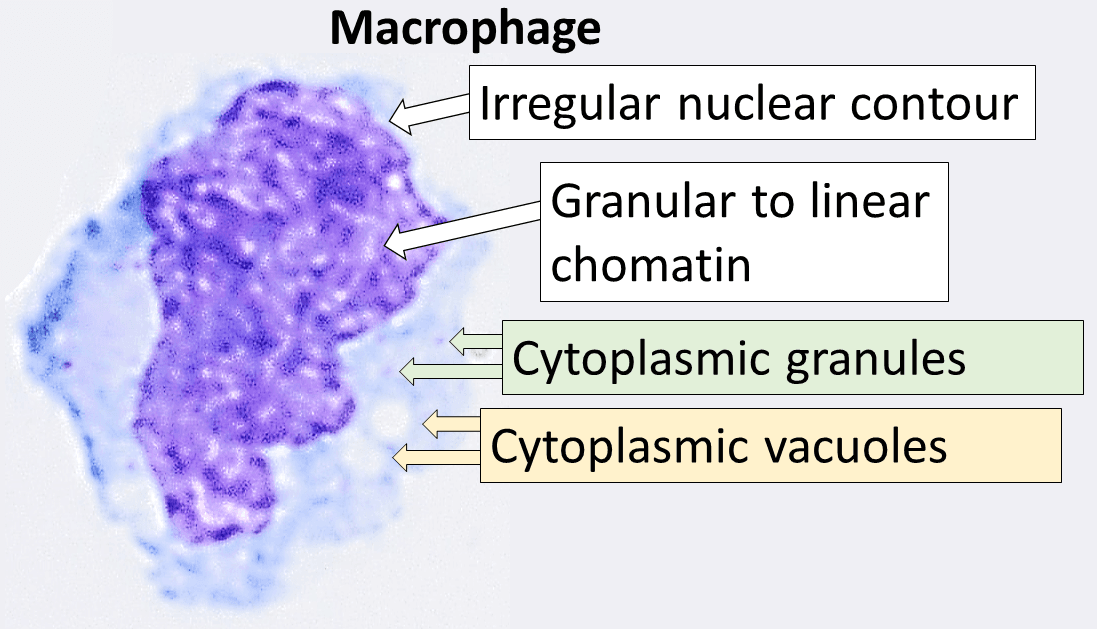 Macrophage - Wikipedia