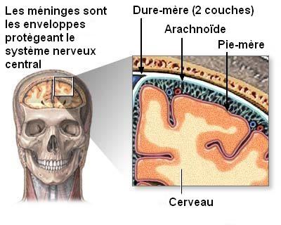 Dure-mère — Wikipédia