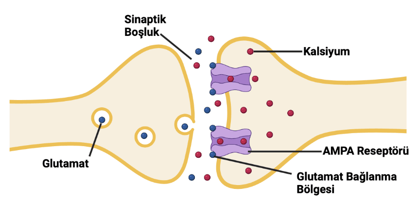 Récepteur AMPA — Wikipédia