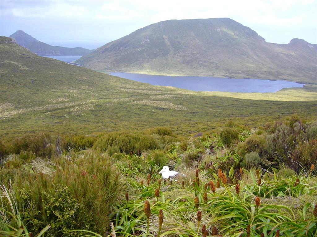 Campbell Island, New Zealand - Wikipedia