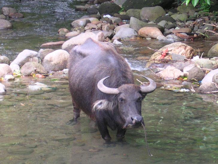 Carabao (animal) — Wikipédia