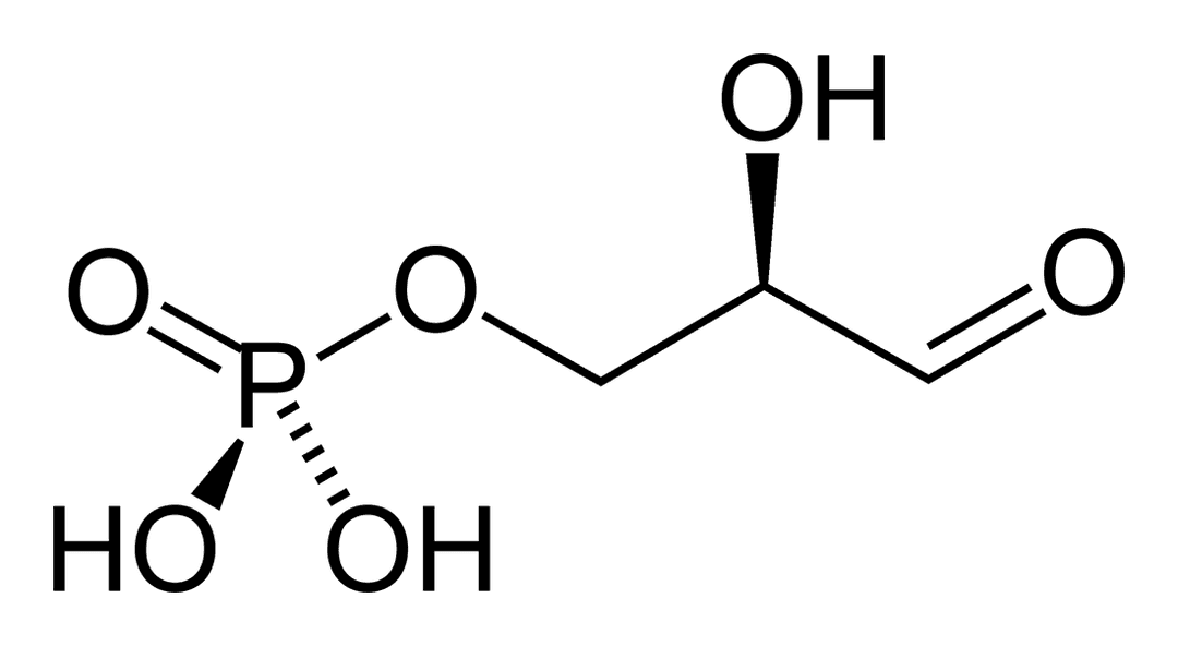 Glycéraldéhyde-3-phosphate — Wikipédia