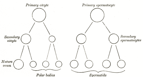 Gamétocyte — Wikipédia