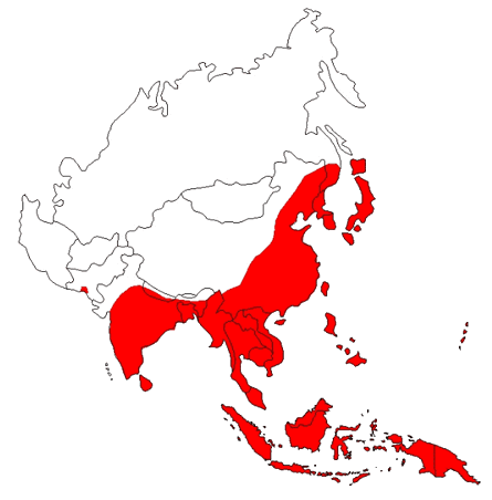 Encéphalite japonaise — Wikipédia