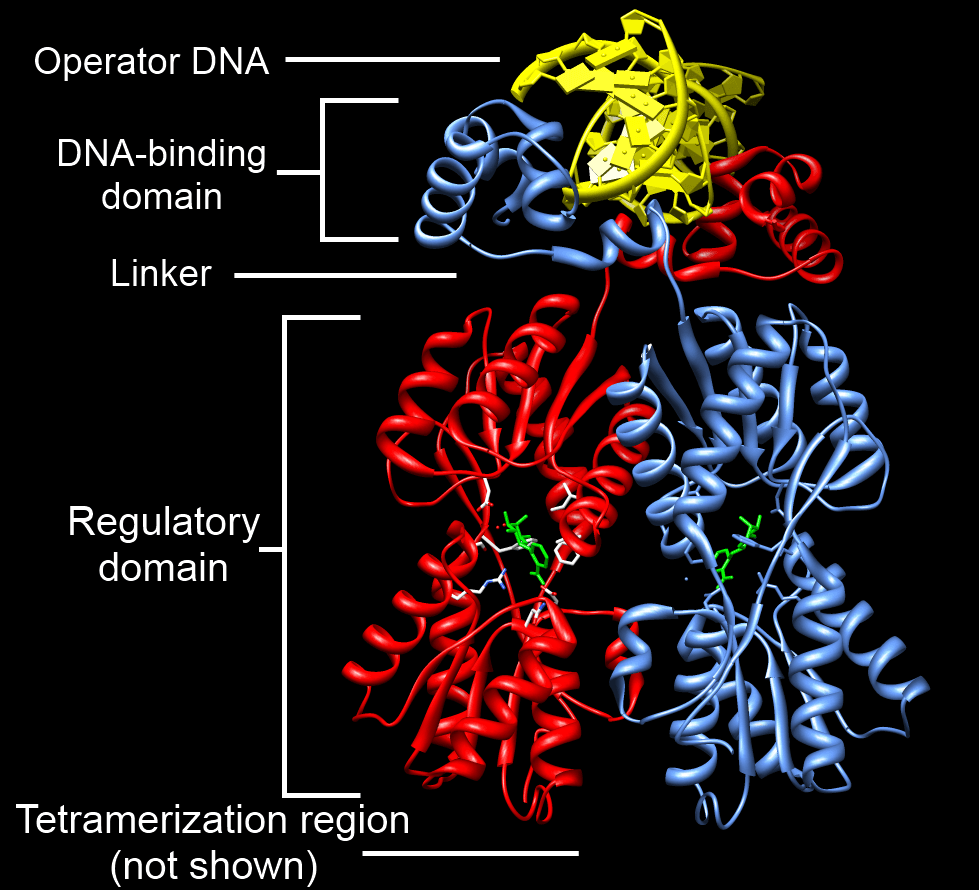 Lac repressor - Wikipedia