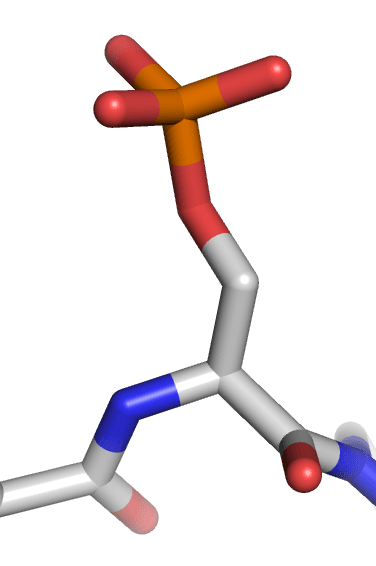 Phosphorylation — Wikipédia