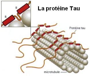 Protéine tau — Wikipédia