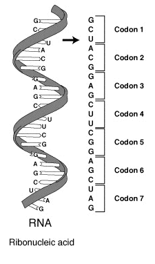 Séquence (acide nucléique) — Wikipédia