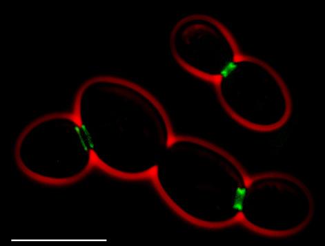 Fluorescent tag - Wikipedia