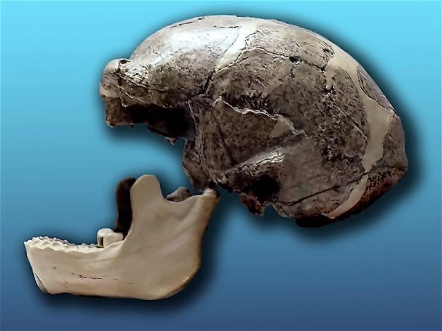 Homo erectus — Wikipédia