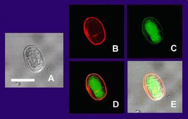 Giardia — Wikipédia