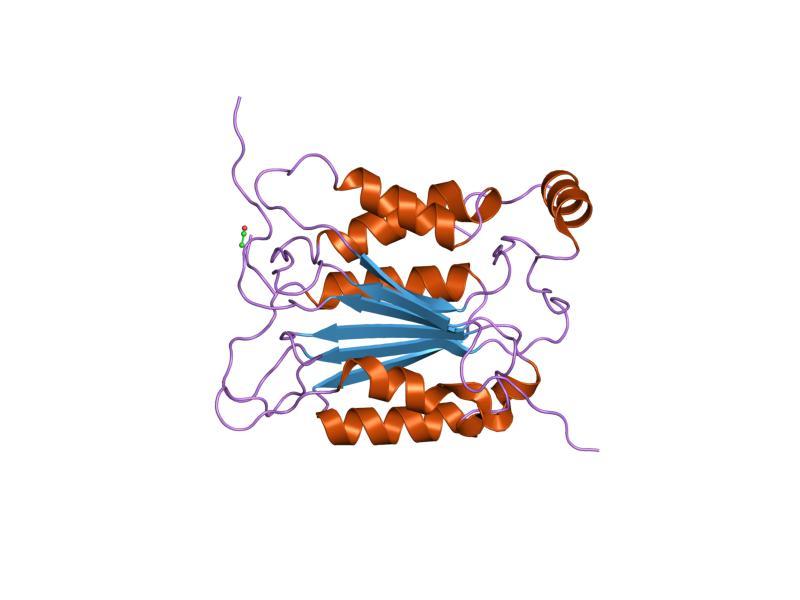 Caspase — Wikipédia