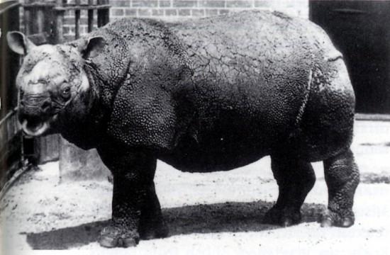 Javan rhinoceros - Wikipedia