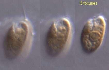 Eukaryote - Wikipedia