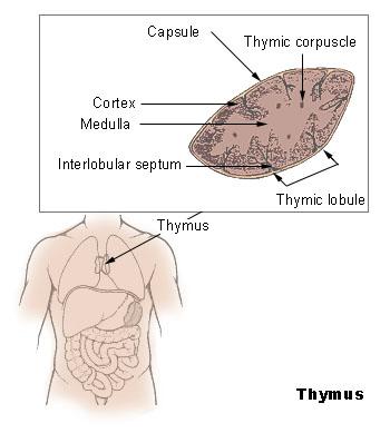 Thymus (anatomie) — Wikipédia