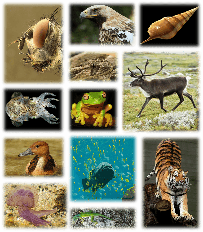 Global biodiversity - Wikipedia