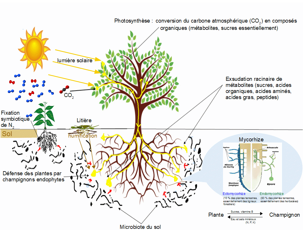 Fixation biologique du diazote — Wikipédia