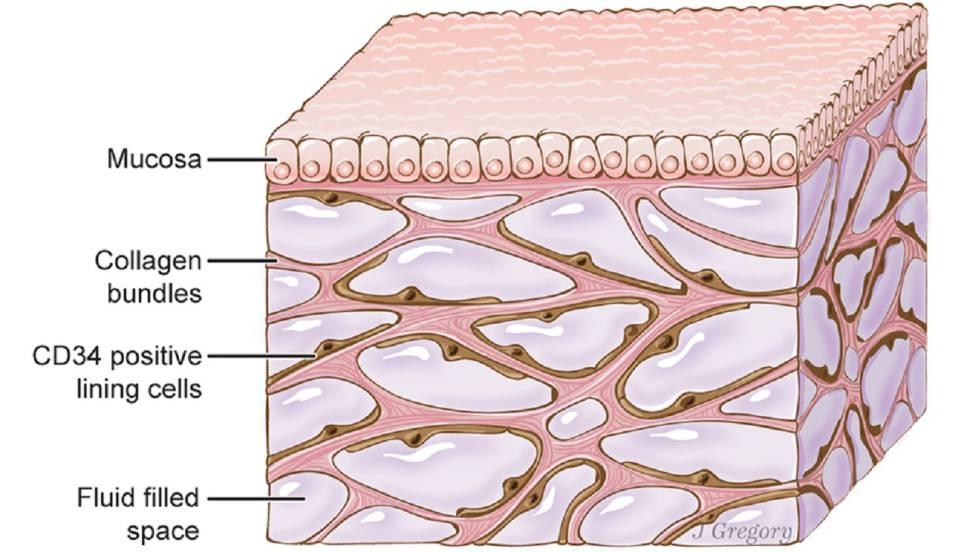 Interstitium - Wikipedia