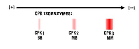 Isoenzyme — Wikipédia