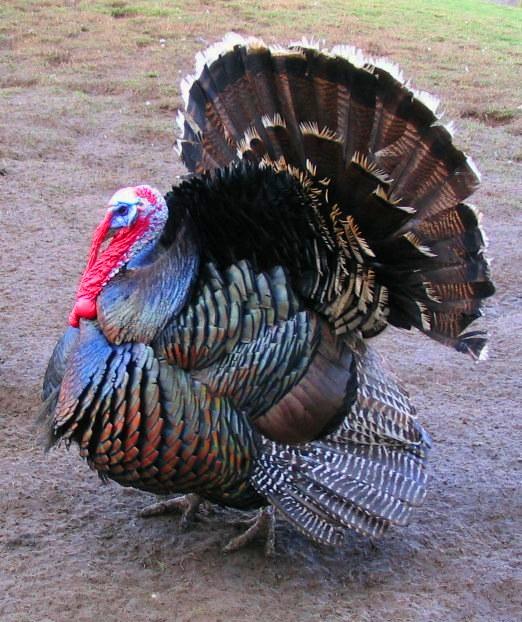 Domestic turkey - Wikipedia