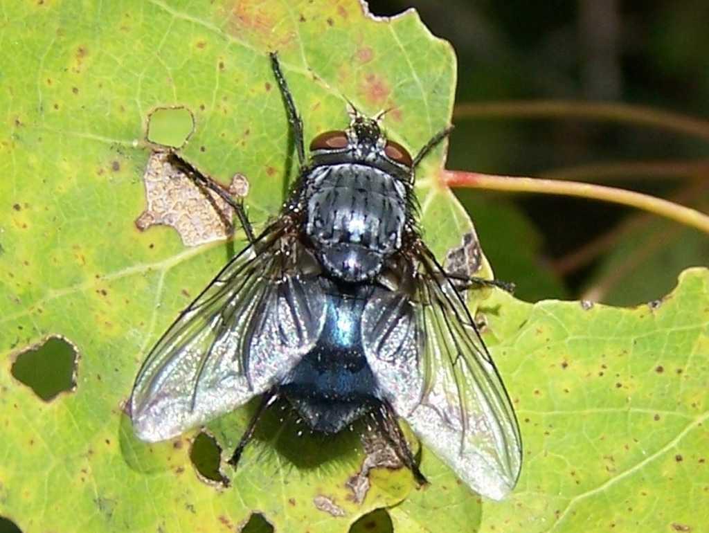 Mouche bleue — Wikipédia