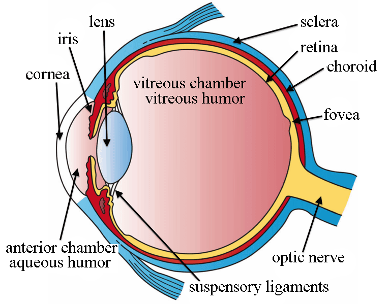 Intravitreal injection - Wikipedia