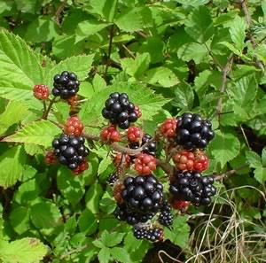 Rubus — Wikipédia