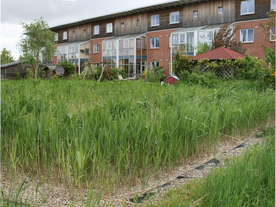 Constructed wetland - Wikipedia