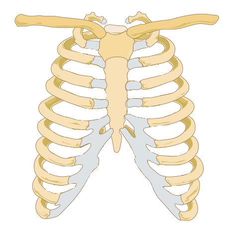 Rib cage - Wikipedia