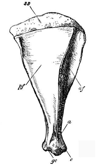 Scapulimancy - Wikipedia