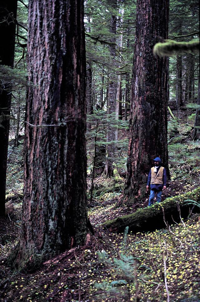 Pseudotsuga menziesii var. menziesii - Wikipedia