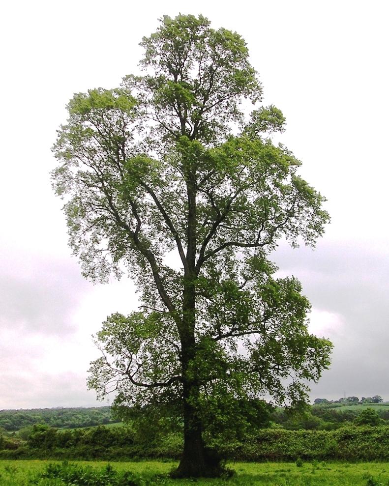 Elm - Wikipedia