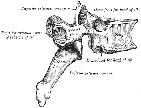 Facet joint - Wikipedia