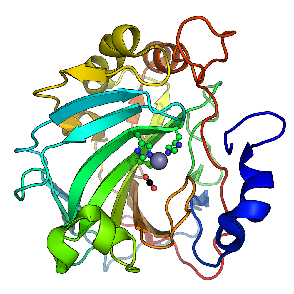 Carbonic anhydrase - Wikipedia