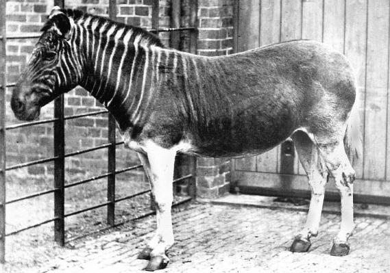 Quagga - Wikipedia