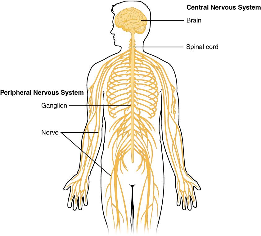 Central nervous system - Wikipedia