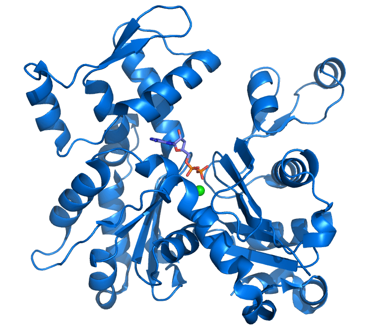 Actin - Wikipedia