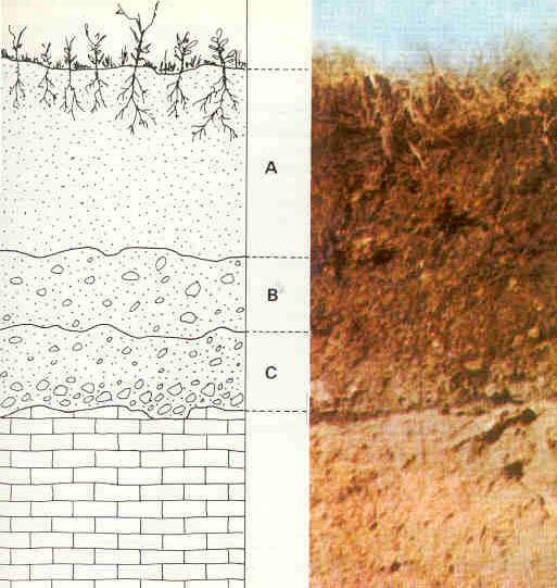 Écologie du sol — Wikipédia