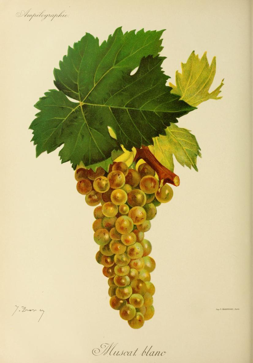 Muscat blanc à petits grains — Wikipédia