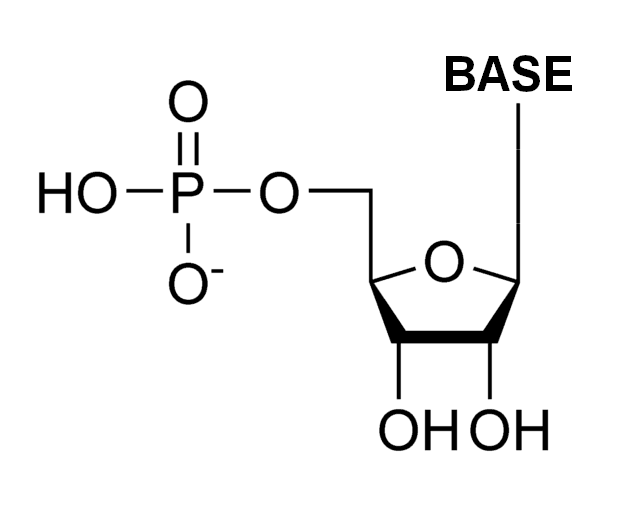 Ribonucleotide - Wikipedia