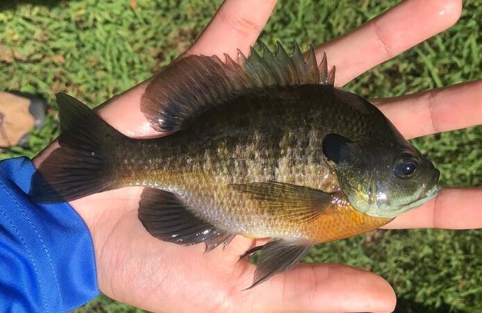 Bluegill - Wikipedia