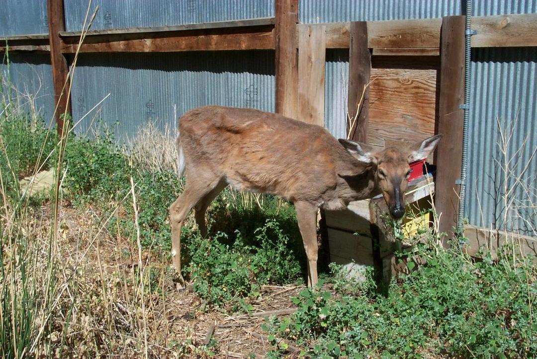 Chronic wasting disease - Wikipedia