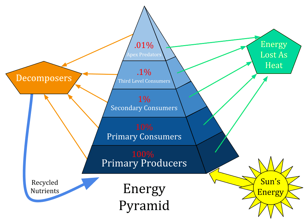 Ecological pyramid - Wikipedia