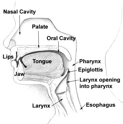 Nasal cavity - Wikipedia